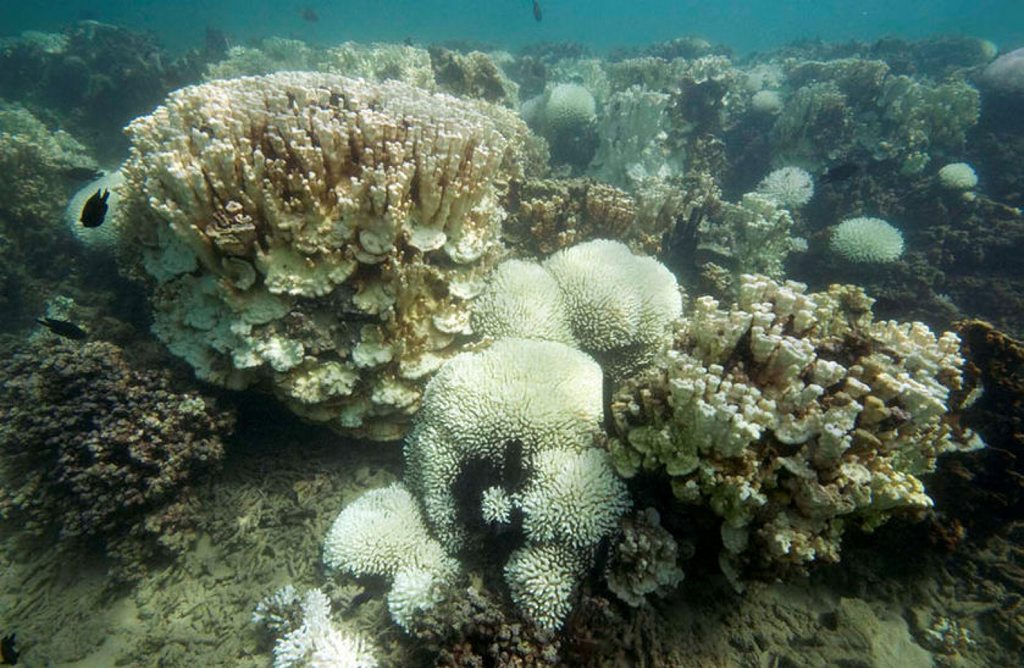 Coral bleaching is hitting disastrous levels. Coral bleaching is hitting disastrous levels.